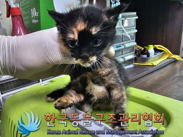 한국동물구조관리협회_411310202400421